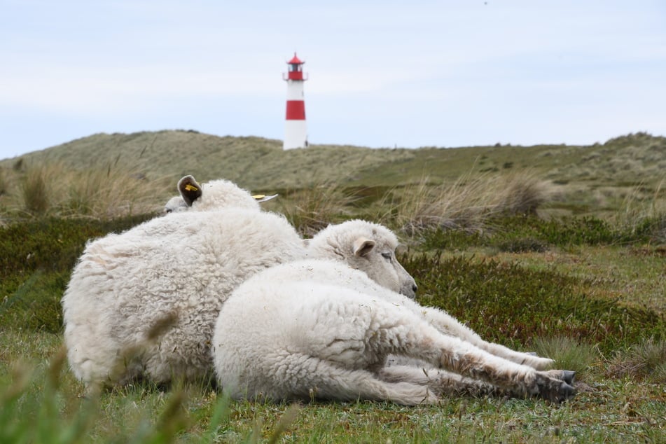 Weitere, neue Risse von Schafen und Lämmern, die dem Goldschakal zuzuordnen sind, hatte es zuletzt nicht gegeben. (Symbolfoto)