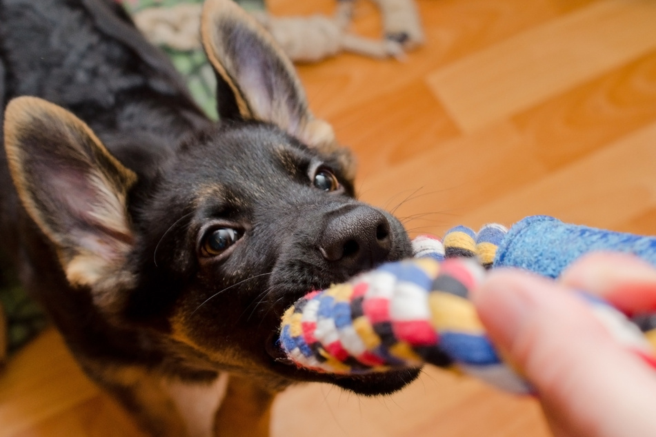Dogs often require a lot of attention, so you need to be present when you're home and playing with them.
