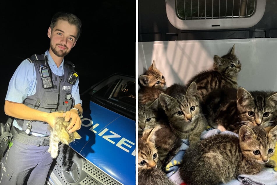 Nach einer kleinen Kuschelrunde wurden die zehn drolligen Katzenbabys der Tierrettung übergeben.