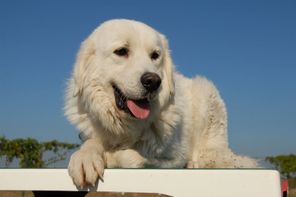 The mountain mastiff is a giant designer dog that's incredibly huggable.