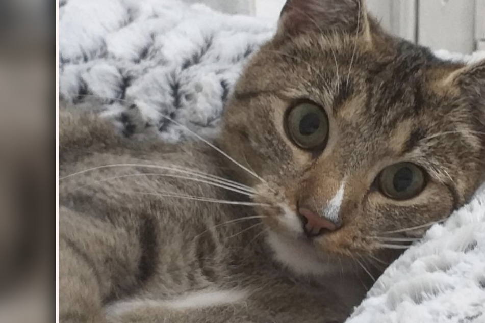 Katze lief ausgehungert und verzweifelt durch die Straßen: Jetzt hofft Tillie auf ein Happy End