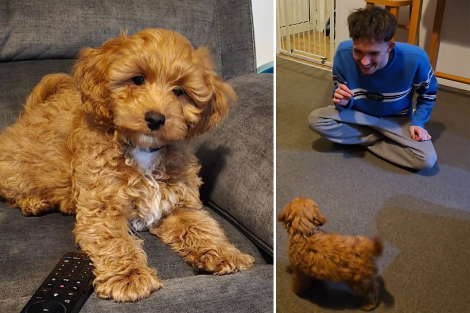 Puppy Marlo has blossomed into a much-loved member of the family in just a few weeks.