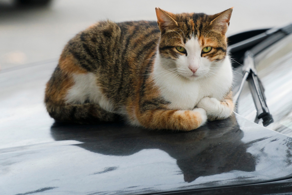 Katze unter Motorhaube löst Polizeieinsatz aus