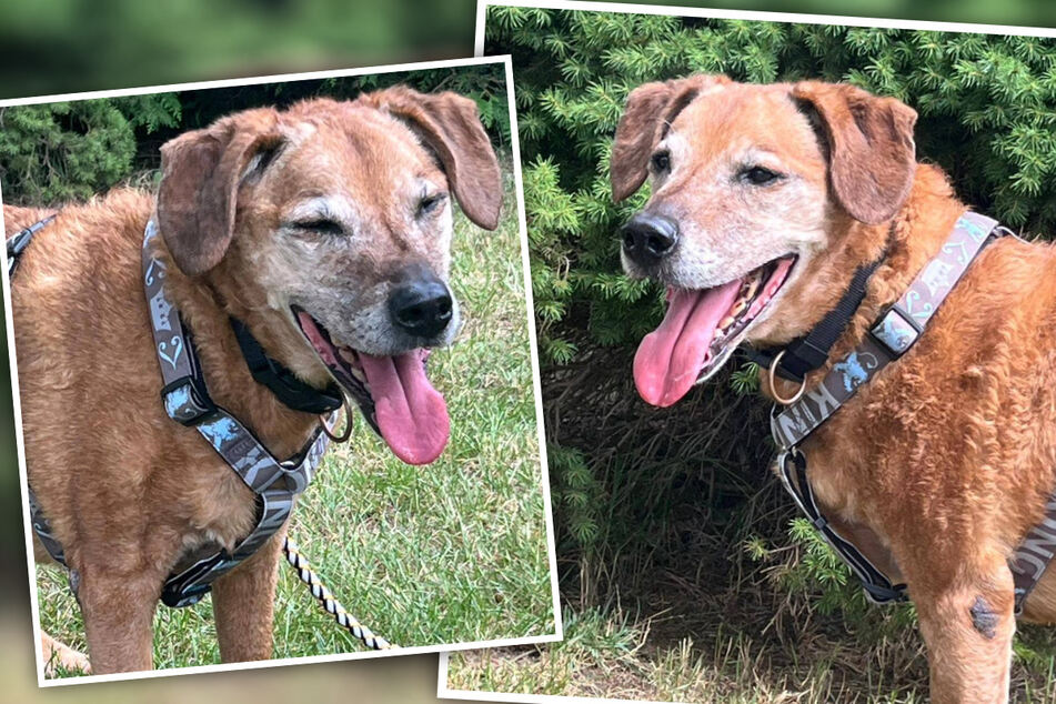 Max wünscht sich nichts lieber als ein ruhiges Zuhause mit Herzensmenschen, die ihn in den Schlaf kraulen. Könnt ihr dem Hunde-Opi helfen?