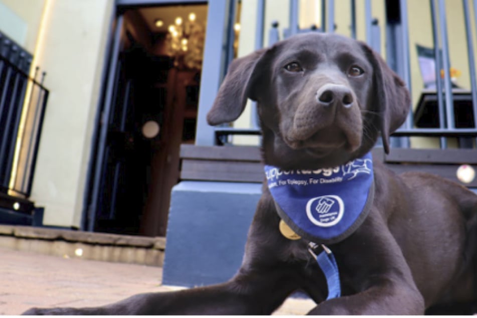 Die Wohltätigkeitsorganisation "Support Dogs" veranstaltet eine Teeparty mit Welpen, um Spenden zu sammeln.