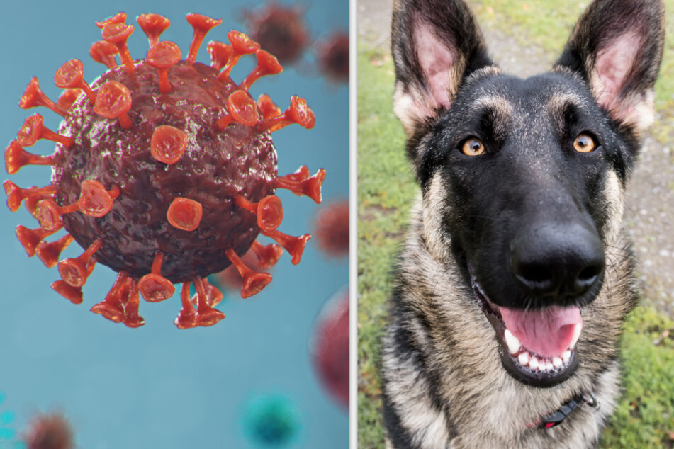 Noch vor dem Test: Können Hunde das Coronavirus erschnüffeln?