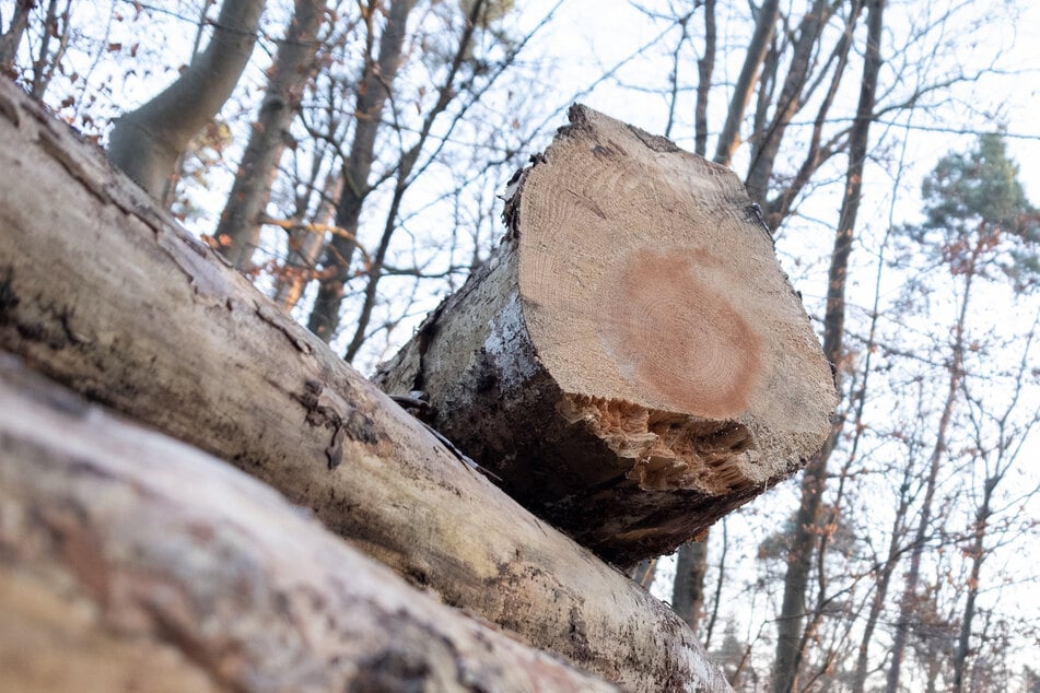 Frau sucht Ehemann und macht grausige Entdeckung im Wald