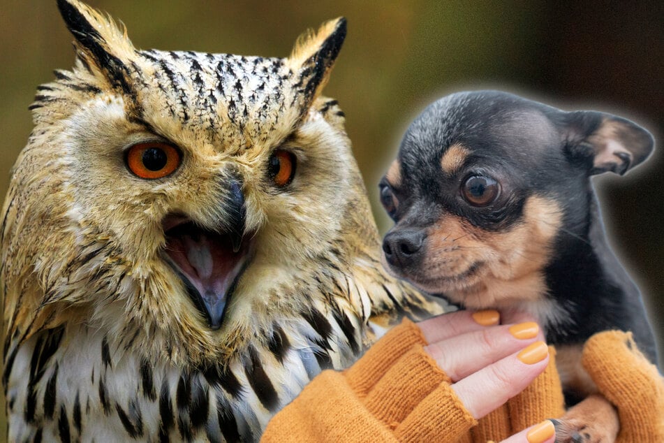 Gassi-Ausflug endet dramatisch: Uhu krallt sich Chihuahua