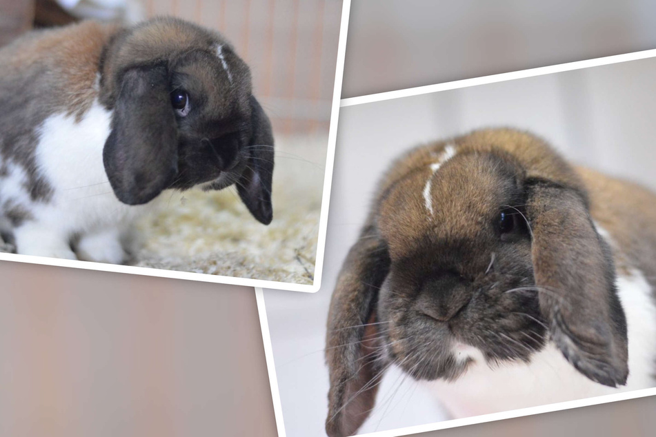 Kaninchen aus "Qualzucht" steht Operation bevor: Tapferer Magnum sucht Pflegestelle