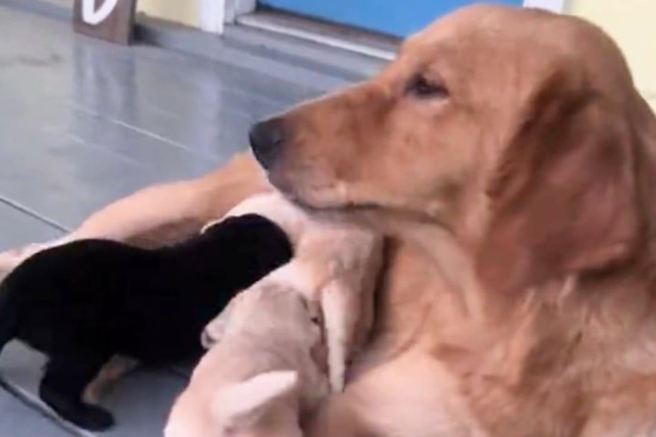 Golden-Retriever-Mama Honey genießt ihr neues Leben mit den Welpen.