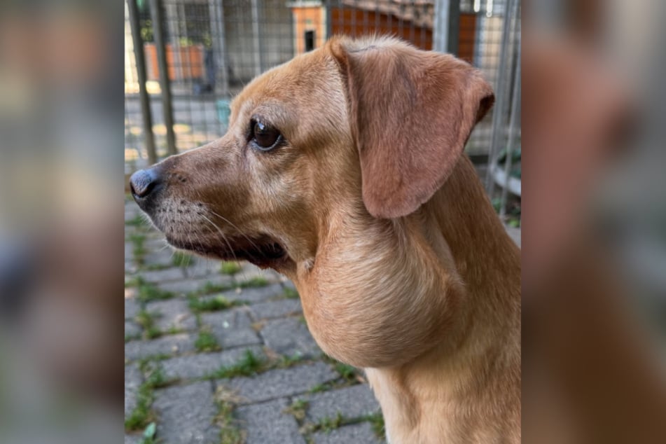 Mit einem extrem großen Tumor an der linken Seite ihres Halses wurde Hermine in dieser Woche ins Tierheim gebracht.