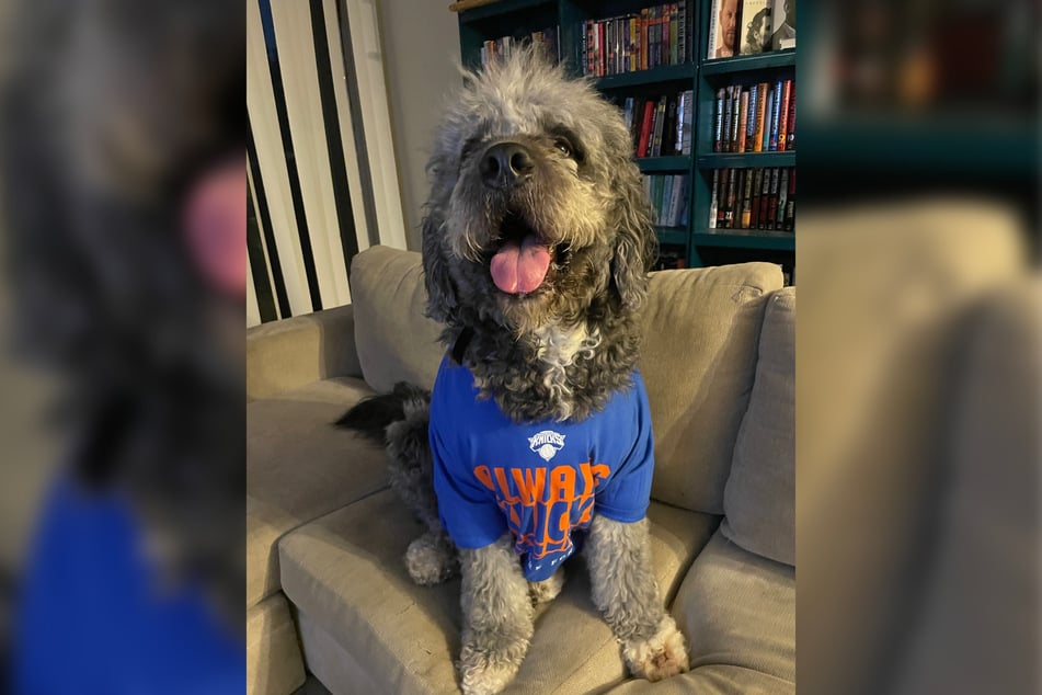 Bilder im Netz zeigen sogar den Hund in einem T-Shirt der New York Knicks.
