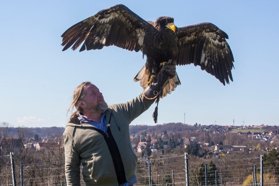 Der Meißner Falkner Hans-Peter Schaaf zeigt vor Ort seine Greifvögel.