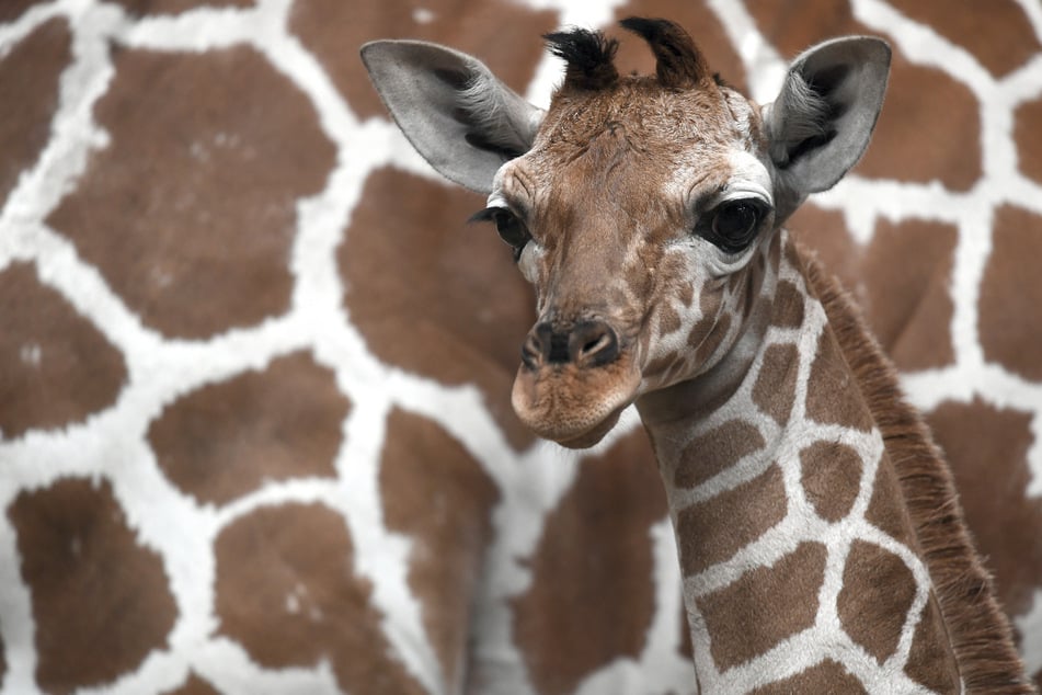 Giraffen-Kuh "Nyiri" ist ein echt kölsches Mädel: Die langhalsige Dame wurde 2016 in der Domstadt geboren, lebt allerdings bereits seit 2021 in Stuttgart.