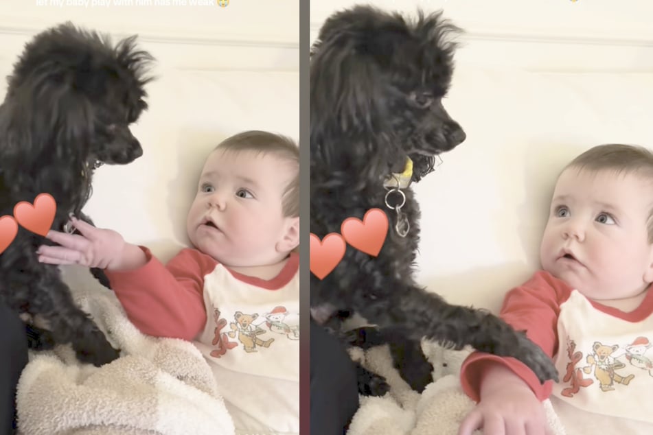 The rescued poodle and baby Phoebe know very well that they have to be gentle with each other.