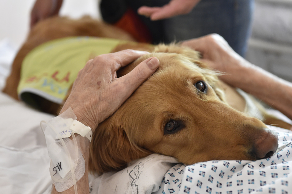 Hunde werden am häufigsten in Tier-Therapien verwendeten. (Symbolbild)
