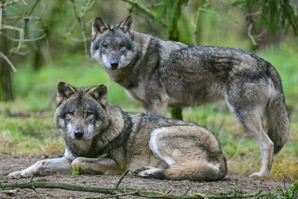 In Sachsen vermehren sich die Wölfe. (Symbolfoto)