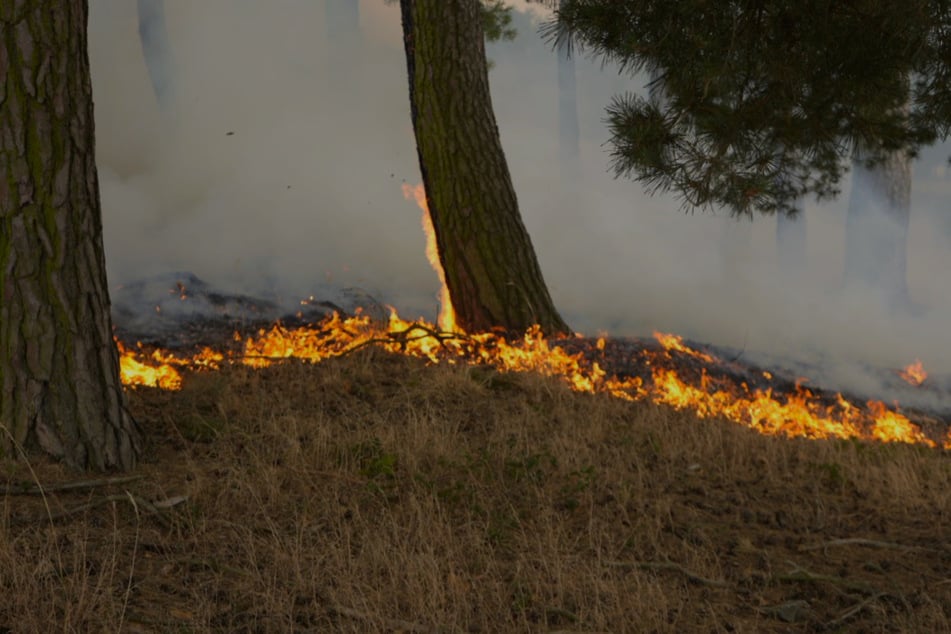 Leipzig: Flammen vernichten mehr als 200 Hektar Land: Großbrand endlich gelöscht