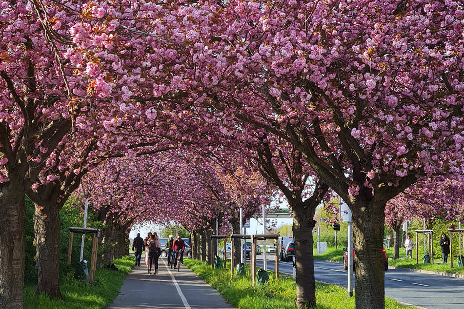 Die alljährliche Kirschblüte im Holzweg in Magdeburg - die Allee lockt Ende April/Anfang Mai viele Menschen an.