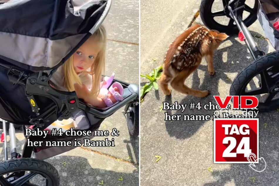 viral videos: Viral Video of the Day for May 5, 2025: Mom's walk turns magical with baby deer "Bambi" hiding under stroller