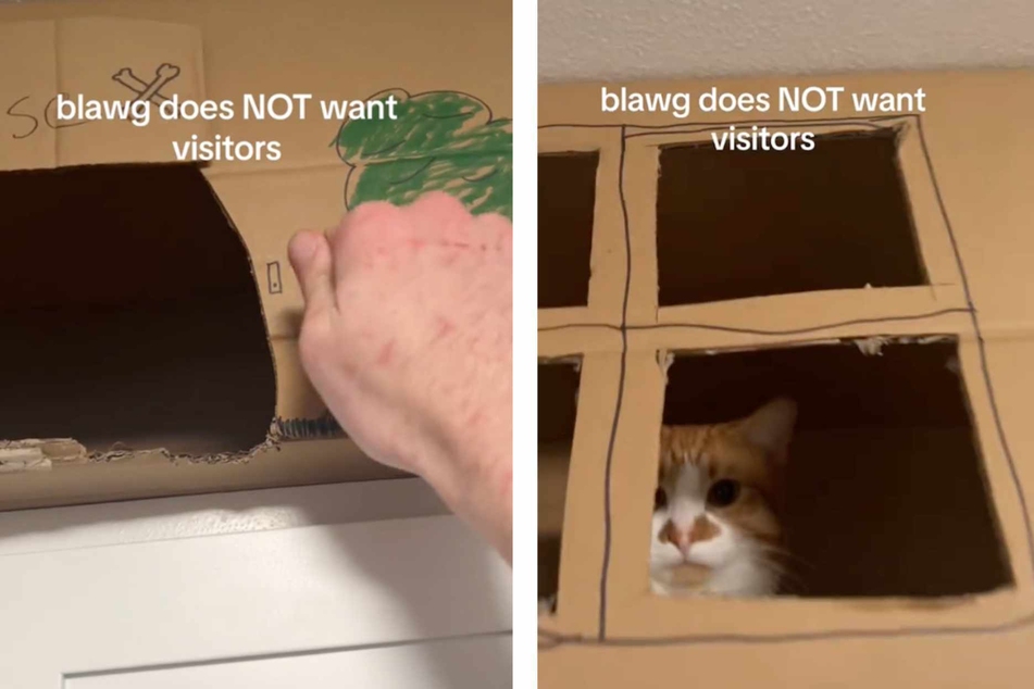 A sassy cat's hilarious response to a cardboard box invasion by his human has got the internet rolling on the floor with laughter!