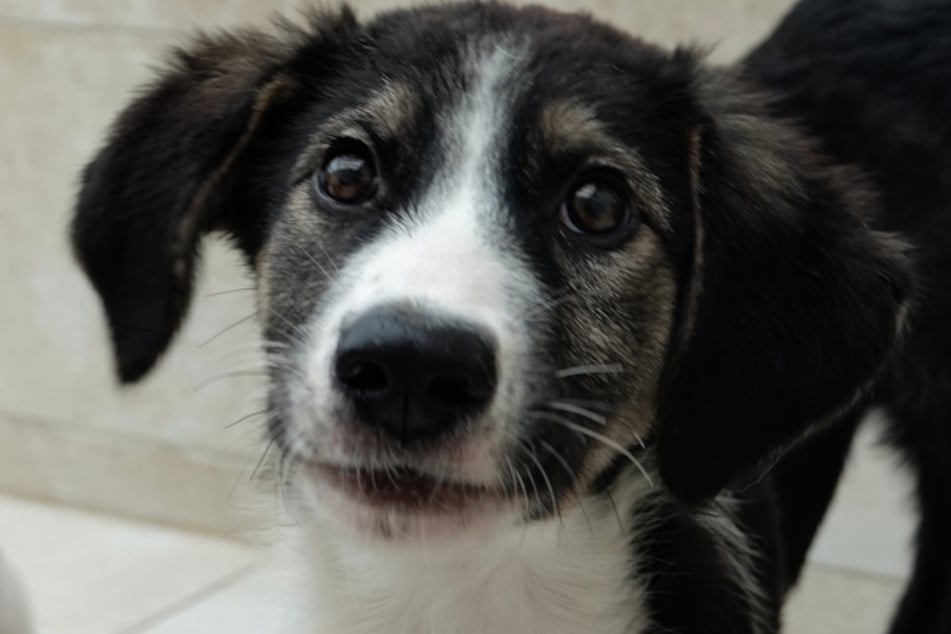 Die kleine Delia kam aus dem Partner-Tierheim der "Wau-Mau-Insel" im rumänischen Brasov nach Kassel