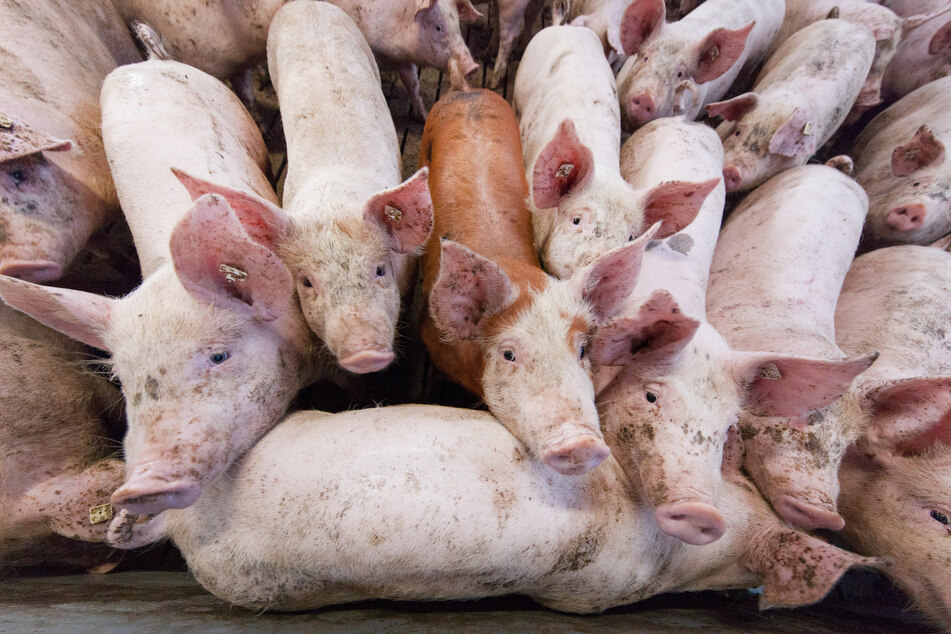 Schweine stehen in einem Stall (Archivbild).