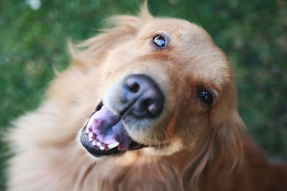 Golden Retriever sind sehr menschenbezogen und grundlegend freundlich.