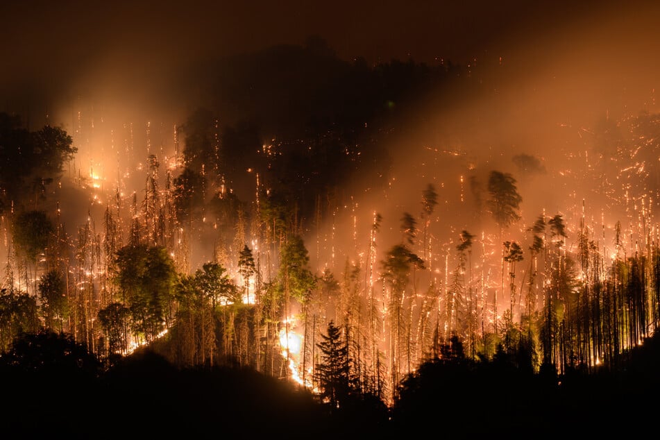 Lichterloh brannte im Sommer vor drei Jahren Wald in den beiden Nationalparks Sächsische Schweiz und Böhmische Schweiz.