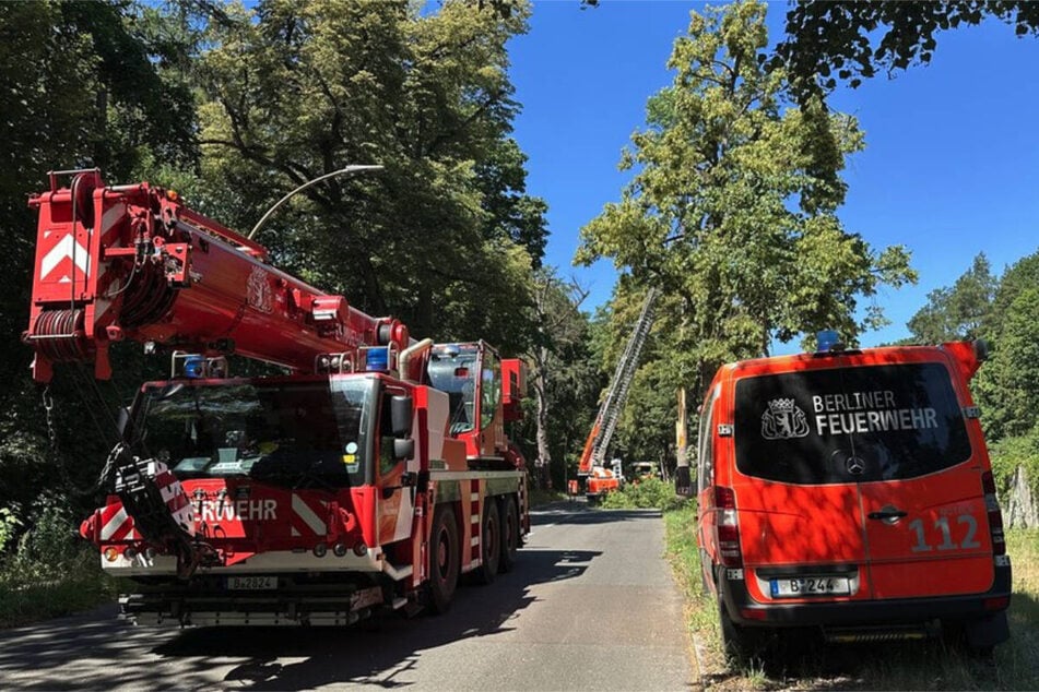 Die Feuerwehr musste am Mittwoch einem Baum mit Kettensägen zu Leibe rücken, der in Reinickendorf auf die Stadtautobahn zu stürzen drohte.
