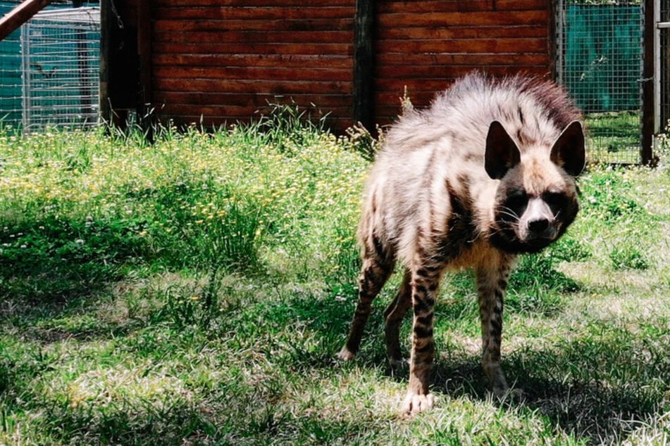 Zoo-Besucher hören Knochen knacken: Hyäne beißt Kind in den Arm