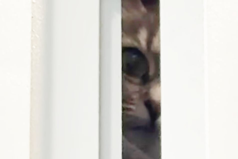 Animado y más cerca para ver mejor: el gato Adel mira por la rendija.