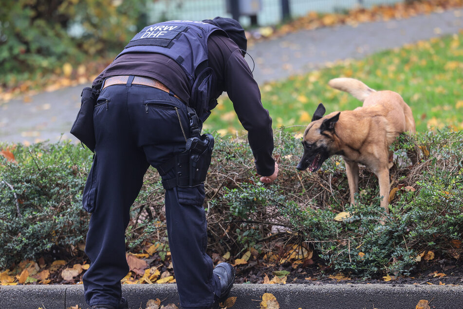 In Sachsen-Anhalt arbeiten knapp 90 Fährtenspürhunde mit der Polizei. (Symbolbild)