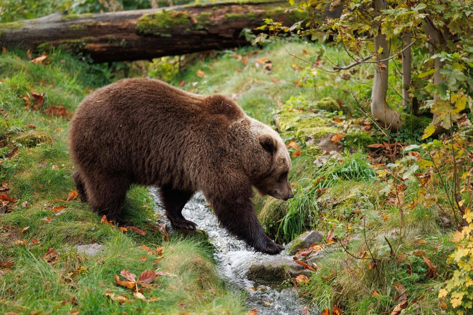 Tierische Beobachtung am Gardasee! Ein Autofahrer entdeckte den Bären auf offener Straße. (Symbolbild)