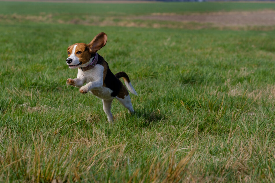 Is there any dog more happy to run around and jump on things than the humble beagle?