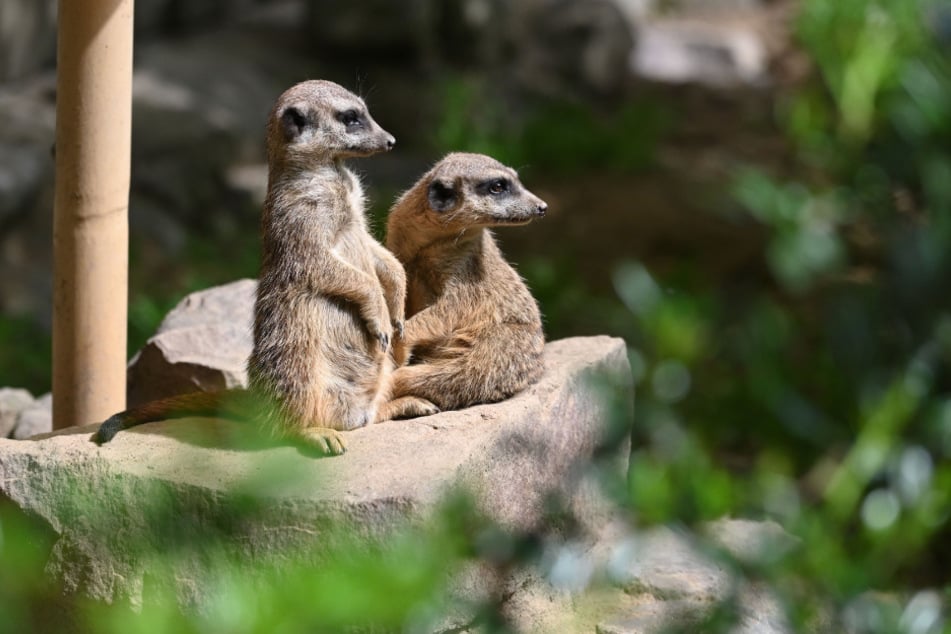 Die Erdmännchen halten schon Ausschau nach den Besuchern.