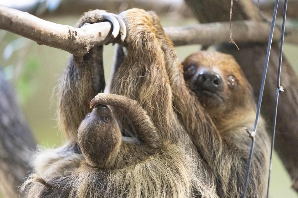 Stolze Mama: Marlies und ihr 20 Tage altes Baby.