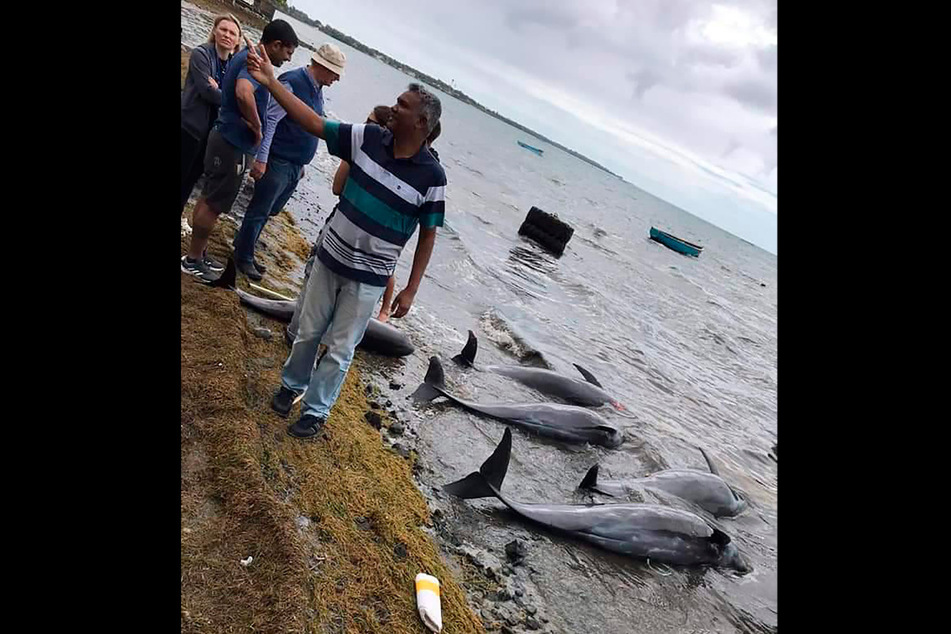 Einen Monat nach einer Ölkatastrophe vor der Küste von Mauritius sind in dem Urlaubsparadies über 30 tote Delfine an Land gespült worden.