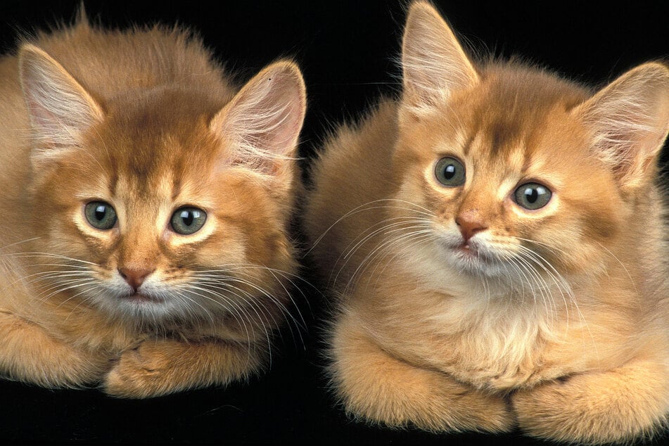 Somali cats are some of the most fascinating and beautiful cats in the world.
