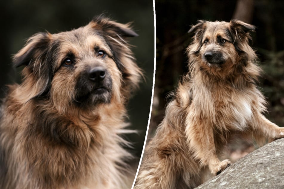 Briard-Mischling Sly hatte noch kein Glück: Findet er endlich sein Für-Immer-Zuhause?