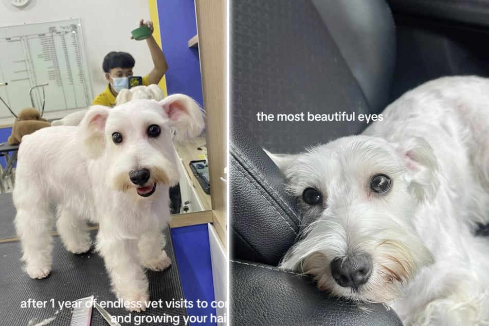 Después de un tiempo, finalmente se reconoció al Zwergschnauzer.