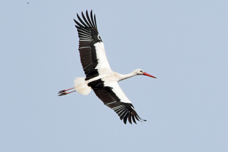 Ein Storch machte eine unfreiwillig harte Landung. (Symbolbild)