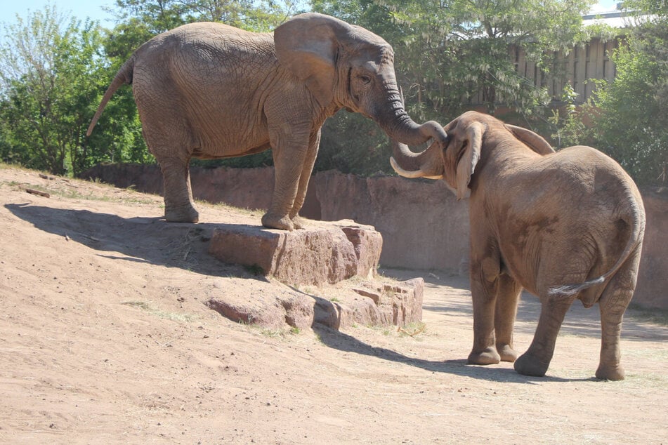 Elefantastische Freundschaft: Rüsseldamen gründen WG im Zoo Magdeburg