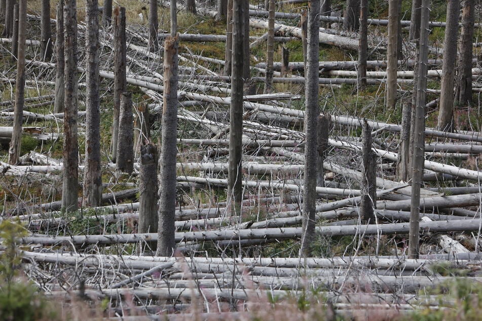 Nach Bränden: Nationalpark Harz lehnt großflächige Totholz-Räumung ab