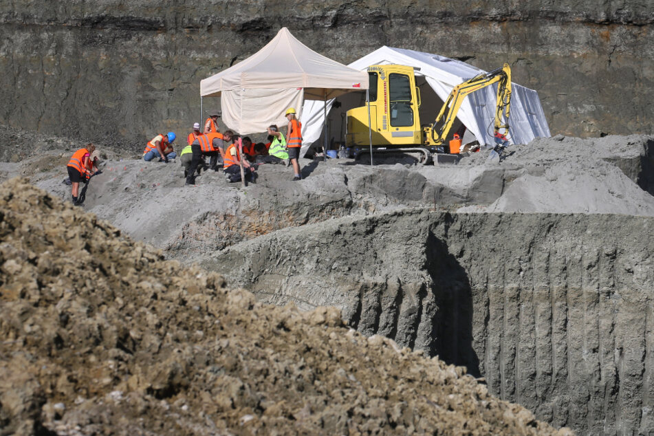 Der Fund eines rund 11,6 Millionen Jahre alten Menschenaffen in der Tongrube hatte international Aufsehen erregt.
