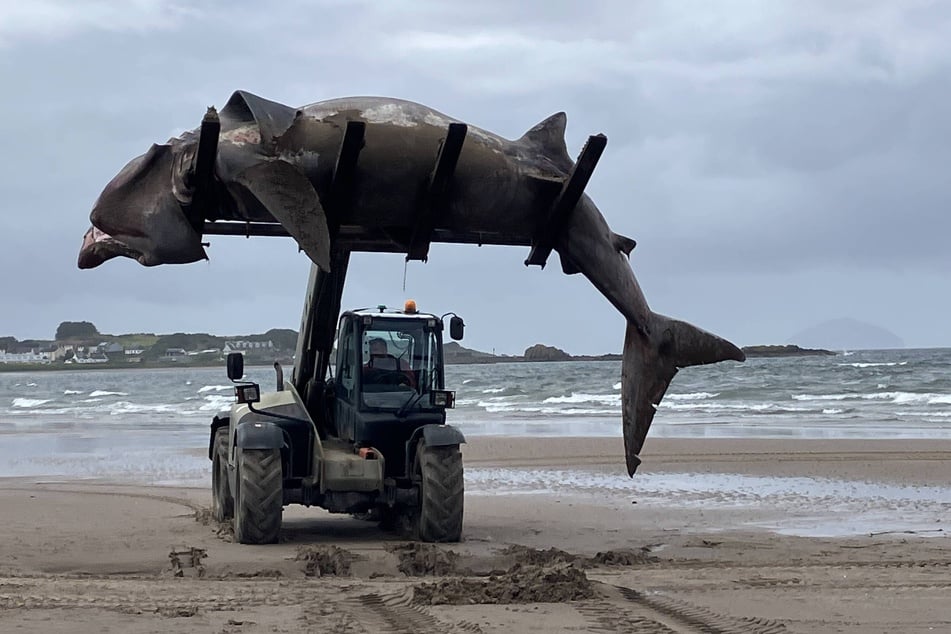 Nur mit einem Gabelstapler konnte der tote Riesenhai geborgen werden.