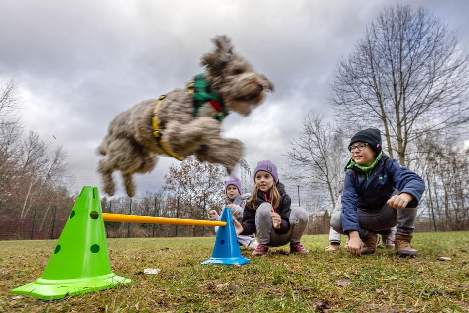 Die Drittklässler der Ernst-Busch-Schule in Hutholz nehmen mit Golden Doodle "Barni" (4) die neue Hundewiese in Beschlag.