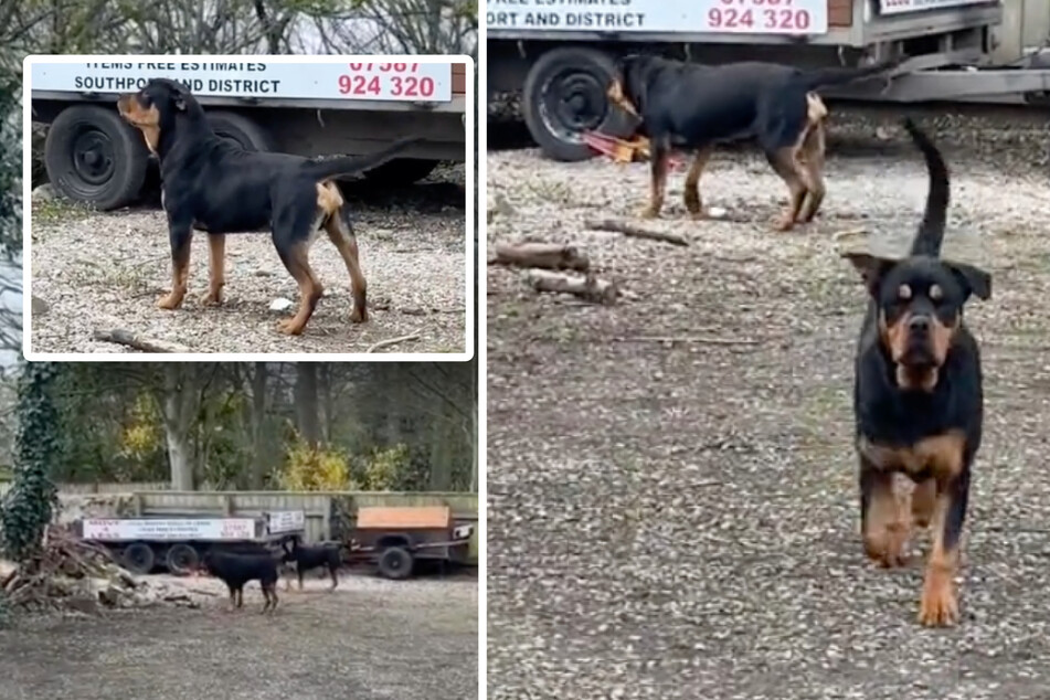 Rottweilers' mystery discovery makes TikTok laugh - and creeped out