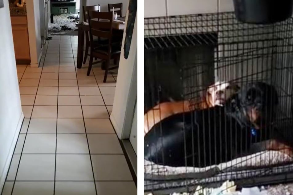 Dog pals leave gift of destruction for owners to panic over