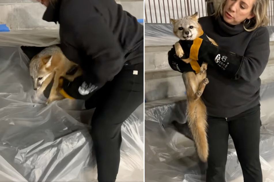 The freezing fox was successfully rescued and treated!